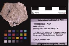 Foto (Objekt + Etiketten) von Decapoda indet. (NHMW-GEO-1990-0041-0253)